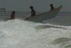 Sea Dog in Surf